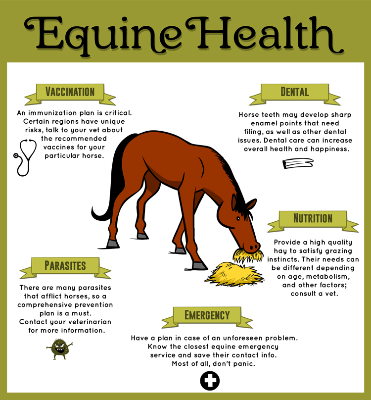 Intracinpharma's tweet photo. Equine Health Tips

#equinecare #equinehealth #horsehealth #horsecare #equinehealthtips #horsehealthtips #Intracin https://t.co/5LkUi0RxuQ