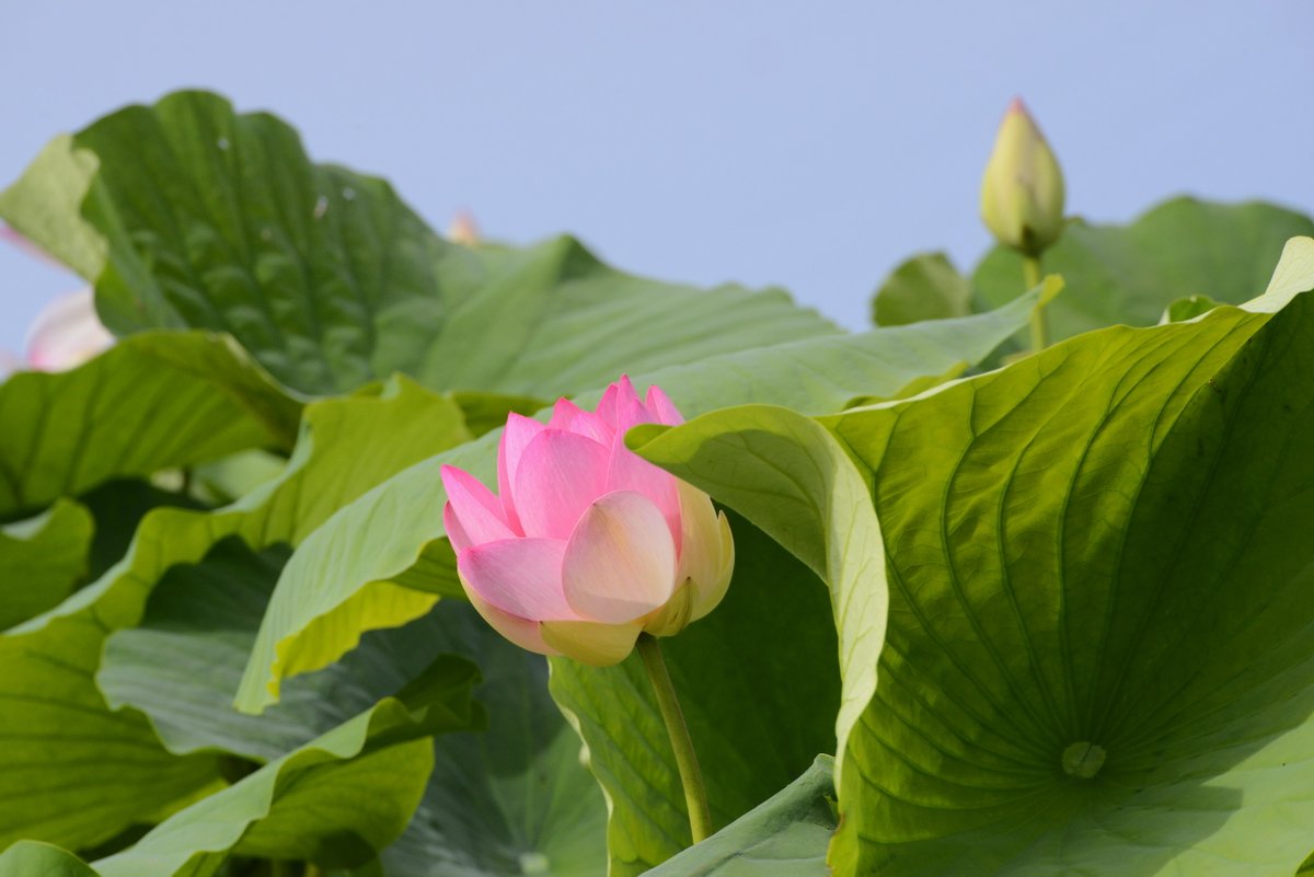 “Rilotus”: al via il progetto sperimentale sul riuso dei fiori di loto in ottica ecosostenibile 👉Fondazione BAM finanzia il progetto del Parco del Mincio bit.ly/3k1VX5f