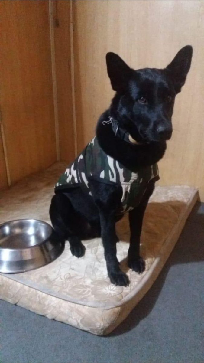 TheViditsharma's tweet photo. Along with Indian Embassy Team, Three ITBP canines Bobby (Doberman), Roobi (Malinois) and Maya (Lab) have also returned back to india after serving at Embassy of India Kabul #Afghanistan https://t.co/yINuZQKbjx