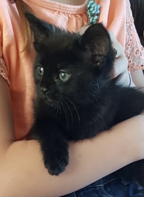 しゃも&あずき先生&うずらまめ姉妹 tweet media