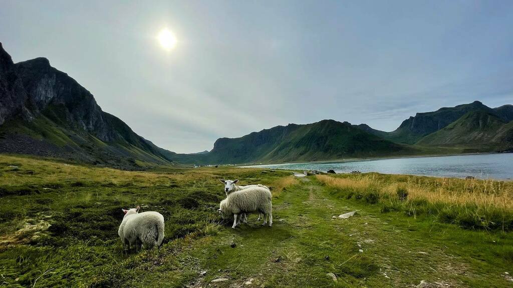 Early morning walk 😊🏔🐑☀️