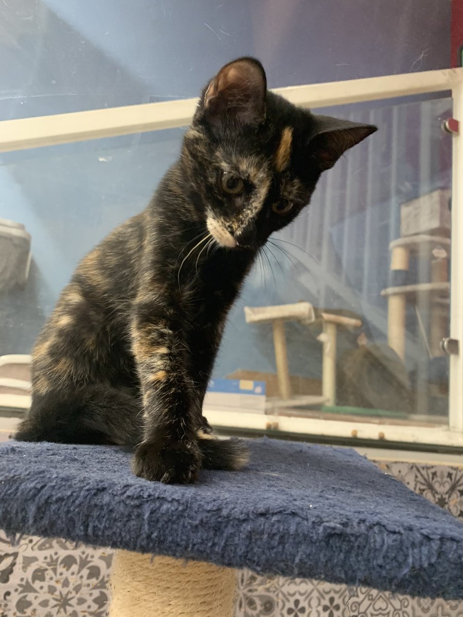 Lola busca adopción esta gatita carey es Maravillosa, tienes solo tres meses de edad y ya le toca encontrar una familia responsable y que le dé el amor y el cariño que mereces. Lola es muy tragona y le encanta jugar, si quieres adoptarla tan solo tienes que ponerte en contacto🐱