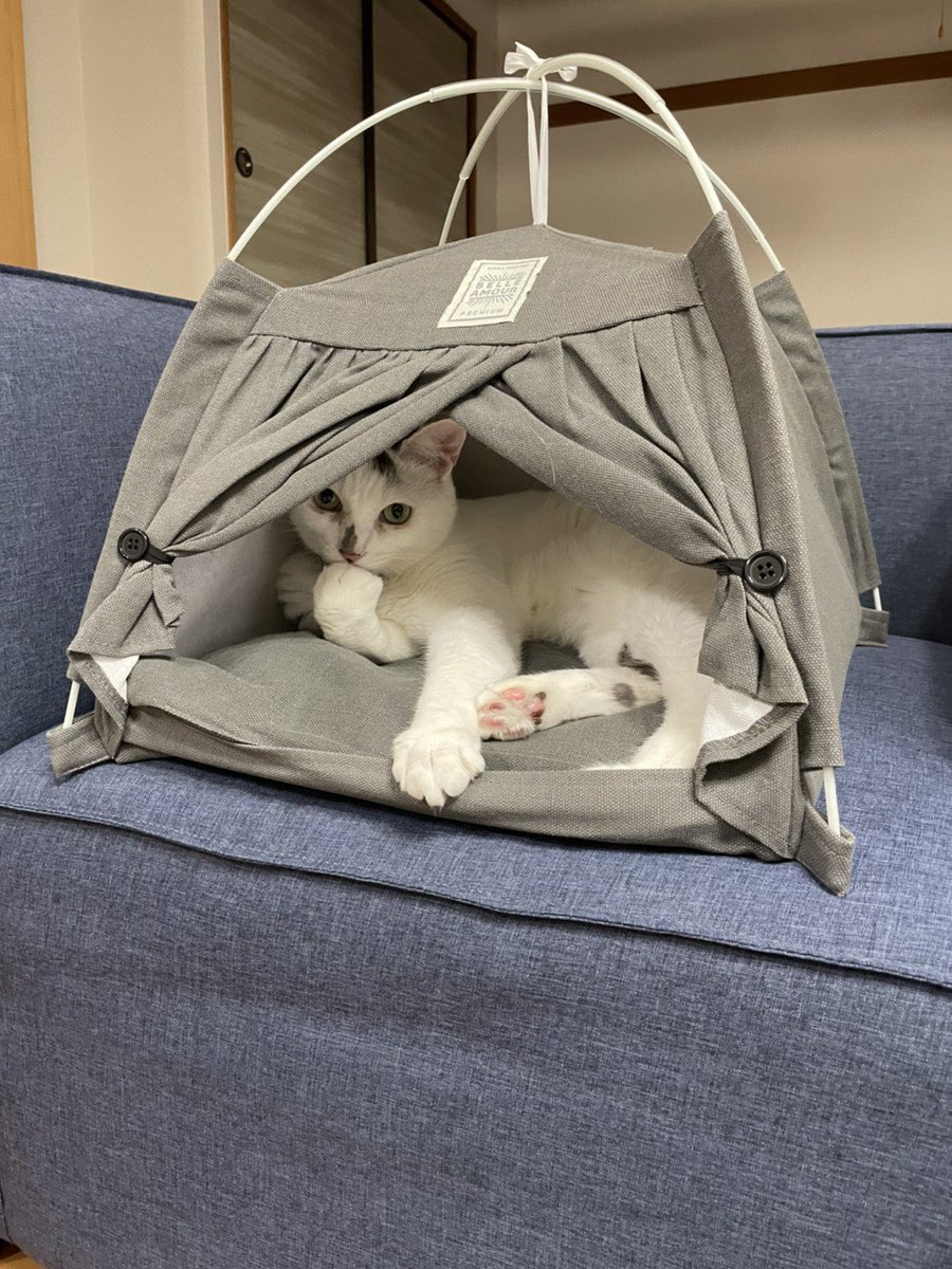 ダイソーにあるテント型ペットハウスのサイズ感がちょうどいい と猫たちの間で話題に フクロウも居心地がいいみたい Togetter ダイソーにあるテント型ペットハウスのサイズ感がちょうどいい と猫たちの間で話題に フクロウも居心地がいいみたい Togetter