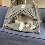 ダイソーのテントがお気に入りの愛猫。飼い主さんも買ってよかったと大満足!