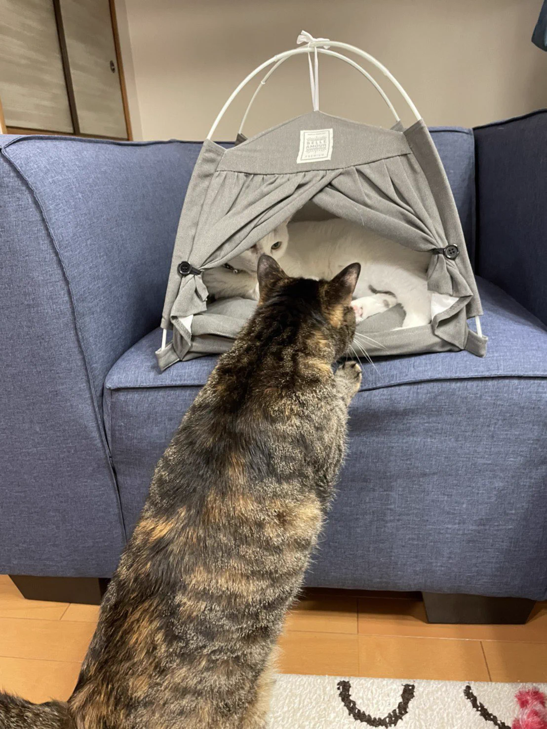 ダイソーのテントがお気に入りの愛猫。飼い主さんも買ってよかったと大満足！