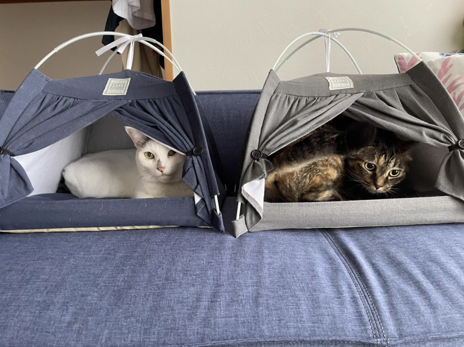 ダイソーのテントがお気に入りの愛猫。飼い主さんも買ってよかったと大満足！