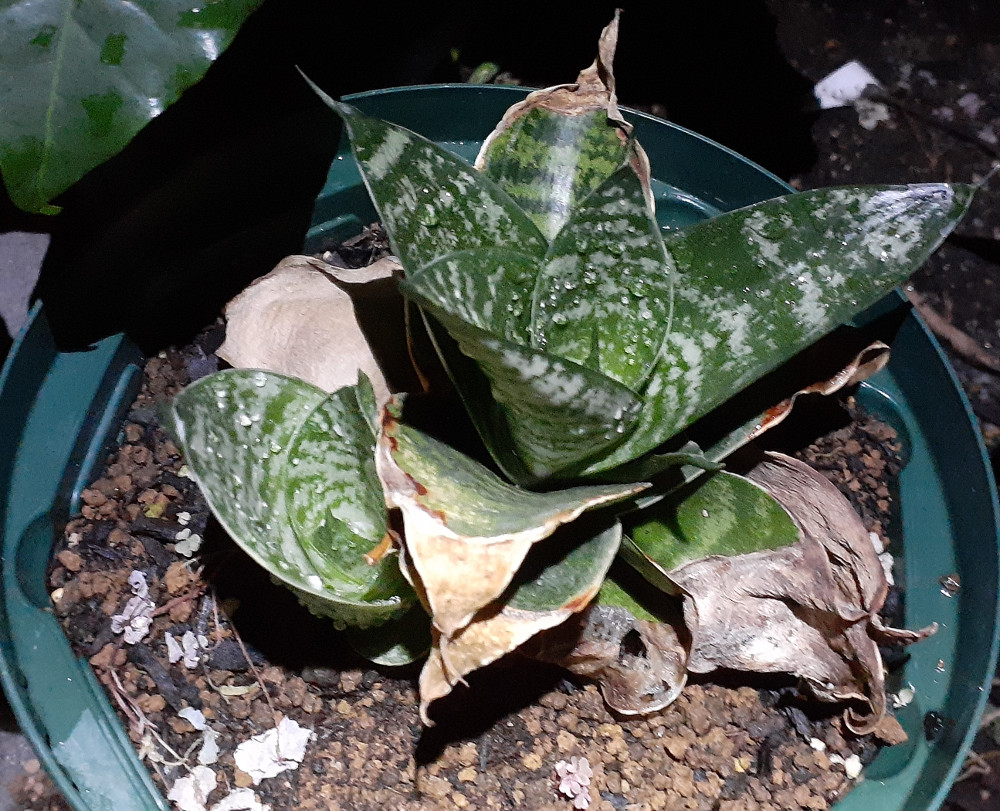 Yunyun サンスベリア 三種 全部100円均一 ただし 300 品種不明だけど見当はついている 順に ハーニー コンパクタ 100 ムーンシャイン 300 ハニーバニー 300 サンスベリアは大きくなると置き場所に困るので 小さくて綺麗で安価なやつ