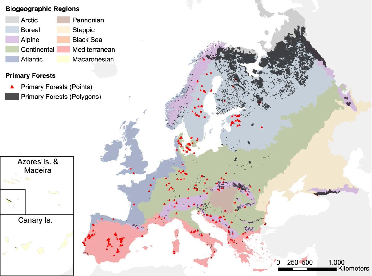 Kiinnostava kartta Euroopan luonnontilaisten metsien sijainnista tuoreessa tutkimusartikkelissa. nature.com/articles/s4159…