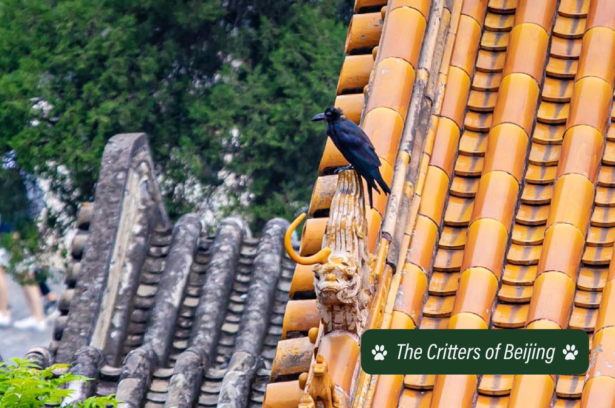 VisitBeijingcn's tweet photo. A large-billed crow hangs out on an imperial rooftop in Beijing. One of several members of the crow family that calls the capital home, the large-billed crow is known for its willingness to eat just about anything.
📷 Uni You
#crittersofbeijing #birdsofbeijing https://t.co/nq1zOw4Mgx