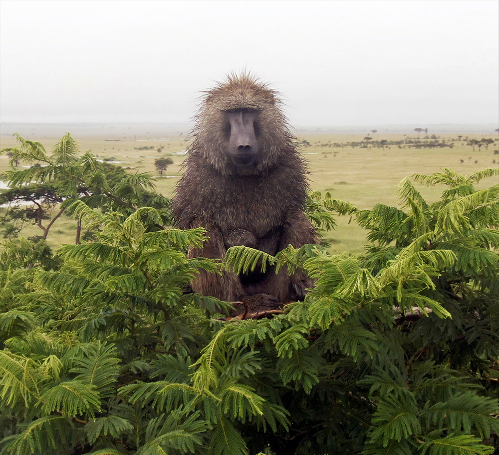 BBCEarth's tweet photo. Meet Bakari the baboon 😍⁣
 ⁣
Found across Africa and Asia, baboons are some of the world's largest monkeys.⁣
⁣
In Serengeti II, we return to an unspoilt corner of Africa’s Serengeti for more real life animal drama.
 ⁣
#EathOnLocation by © Mat Goodman⁣ https://t.co/5eLfHnokME