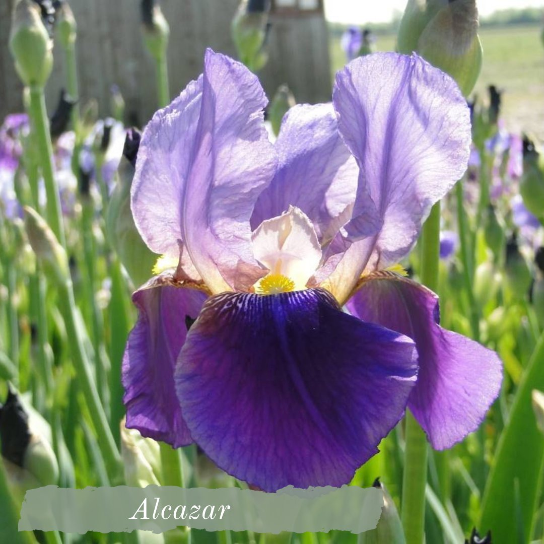 7 10. Iris 1. Ирис intune. Ирис даринг десепшен. Ирис molokini.