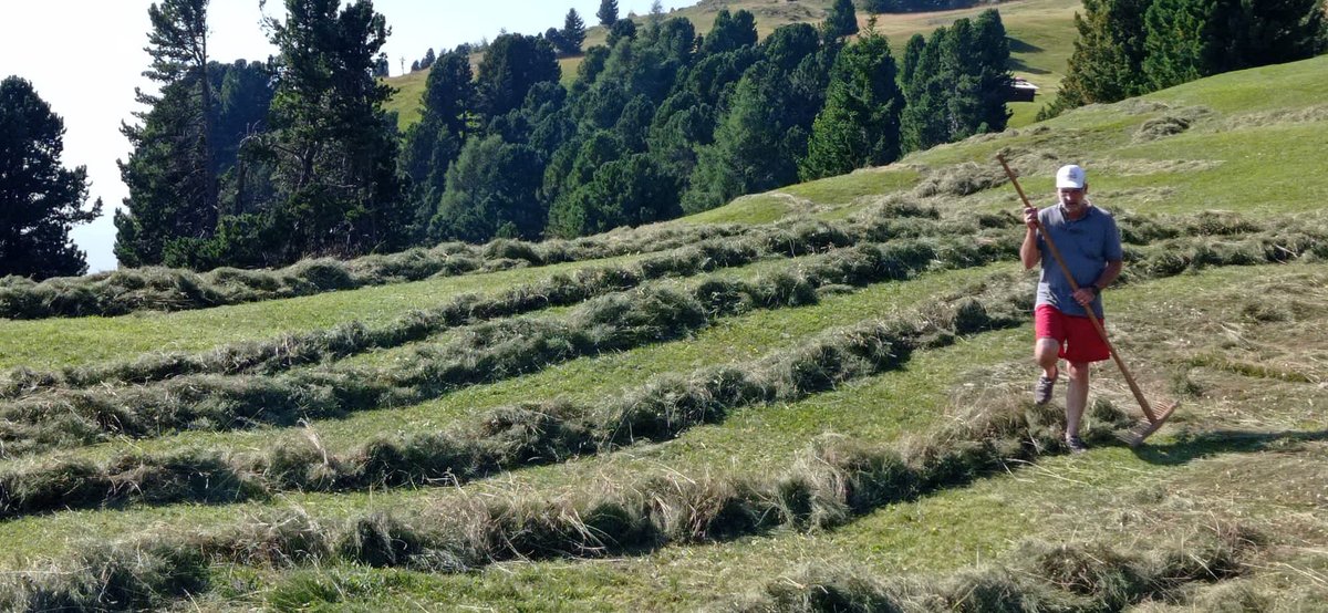 MarzadroDistill's tweet photo. Aspettiamo ogni anno con gioia il momento giusto per poter andare a raccogliere il profumato #fieno delle #Dolomiti 🦅 Un territorio che lascia senza parole..
#Ortisei #DistilleriaMarzadro #Seiser #Siusi #Valgardena #LiquoreFieno #Marzadro #trentinoaltoadige #montagna https://t.co/Sy99znT3b1