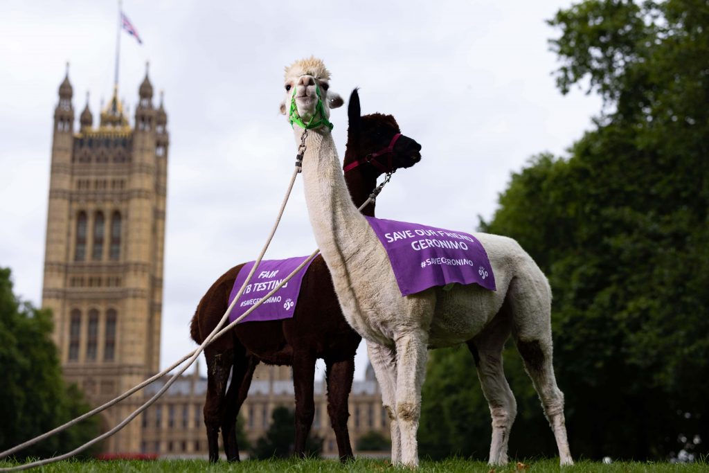 Last week we were contacted by popular online casino, <a href="/PlayOJO/">PlayOJO</a>, to create two tea towels showing their support for Geronimo's live.

Geronimo's full story -
PlayOJO's story - bit.ly/SaveGeronimo
BBC News - bit.ly/GeronimoBBCNews

#YourPrintPartner #SaveGeronimo #OJOPlayTime