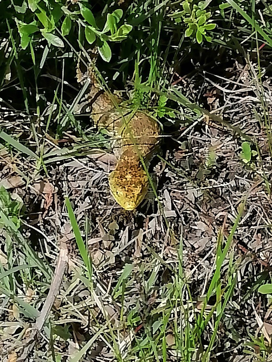 Gustavo08983804's tweet photo. @Arachno_Cosas buen día @Arachno_Cosas quisiera por favor que me ayudarás a identificar a este espécimen, ya que según las creencias de mi pueblo, se le da el nombre de escorpio y además es venenoso y podría matar a una persona. Muchas gracias https://t.co/R2PMHFvSoN