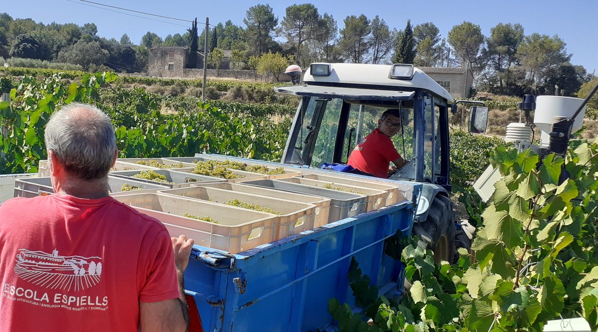 Avui amb els alumnes hem començat la #verema2021, collint el #Chardonnay. Una de les activitats formatives més esperades. Molt bona verema a tots! (bm)
#formació
#vendimia2021 #harvest2021 #vendange2021
