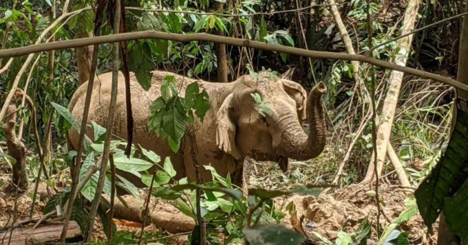 kelategomo_'s tweet photo. The #KelantanWildlifeDepartment has captured an #elephant believed to have #destroyedcrops belonging to #farmers in several villages here since last month. #berita #komuniti #terkini
https://t.co/JdiDgvoaIO https://t.co/wQqYMWA6Ch
