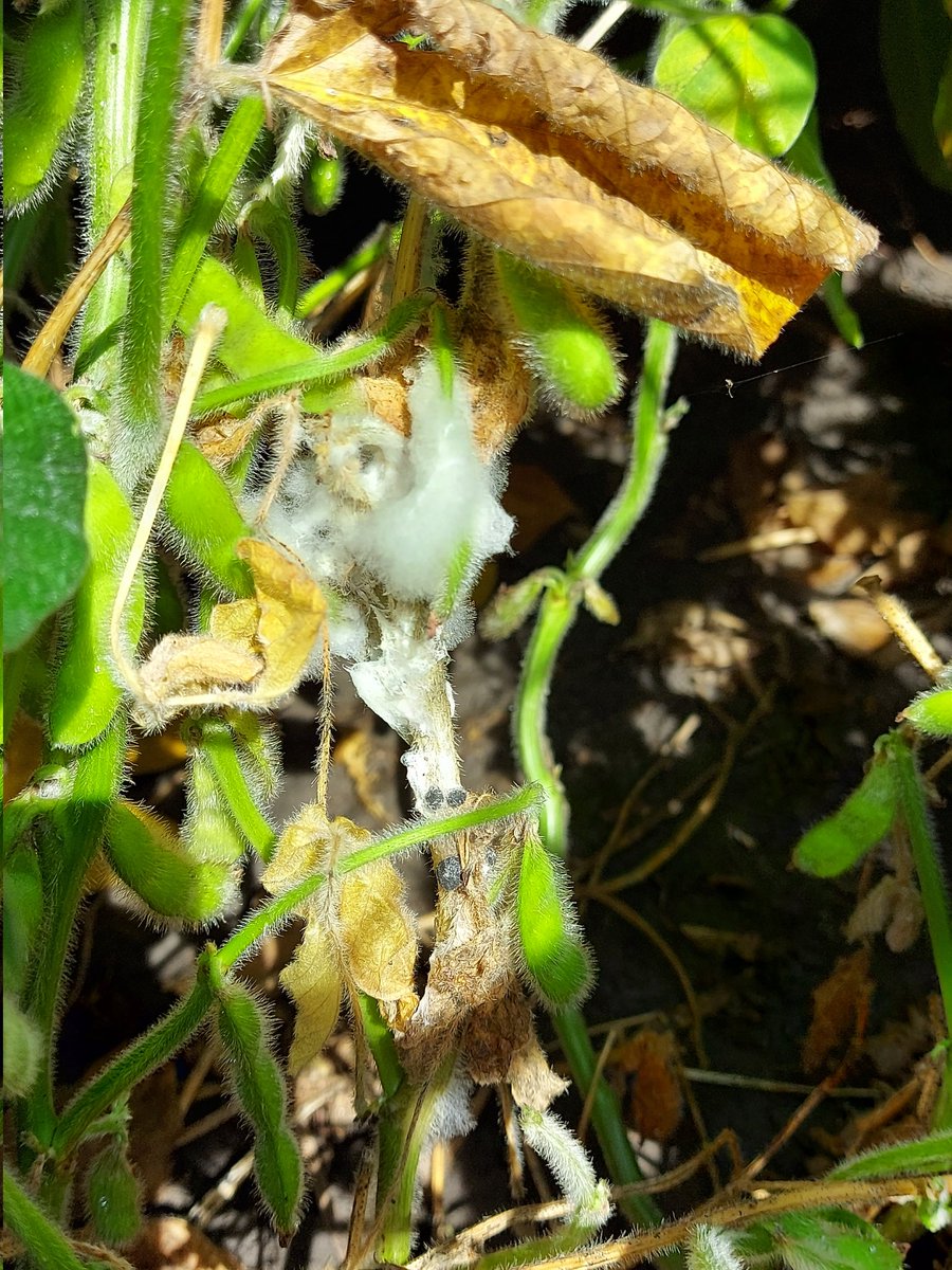 emeryda's tweet photo. #onyield21 Soybean Crop In chatham-kent looks good overall, but its not hard to find white mold and SDS this year. https://t.co/uc8loqRq7t