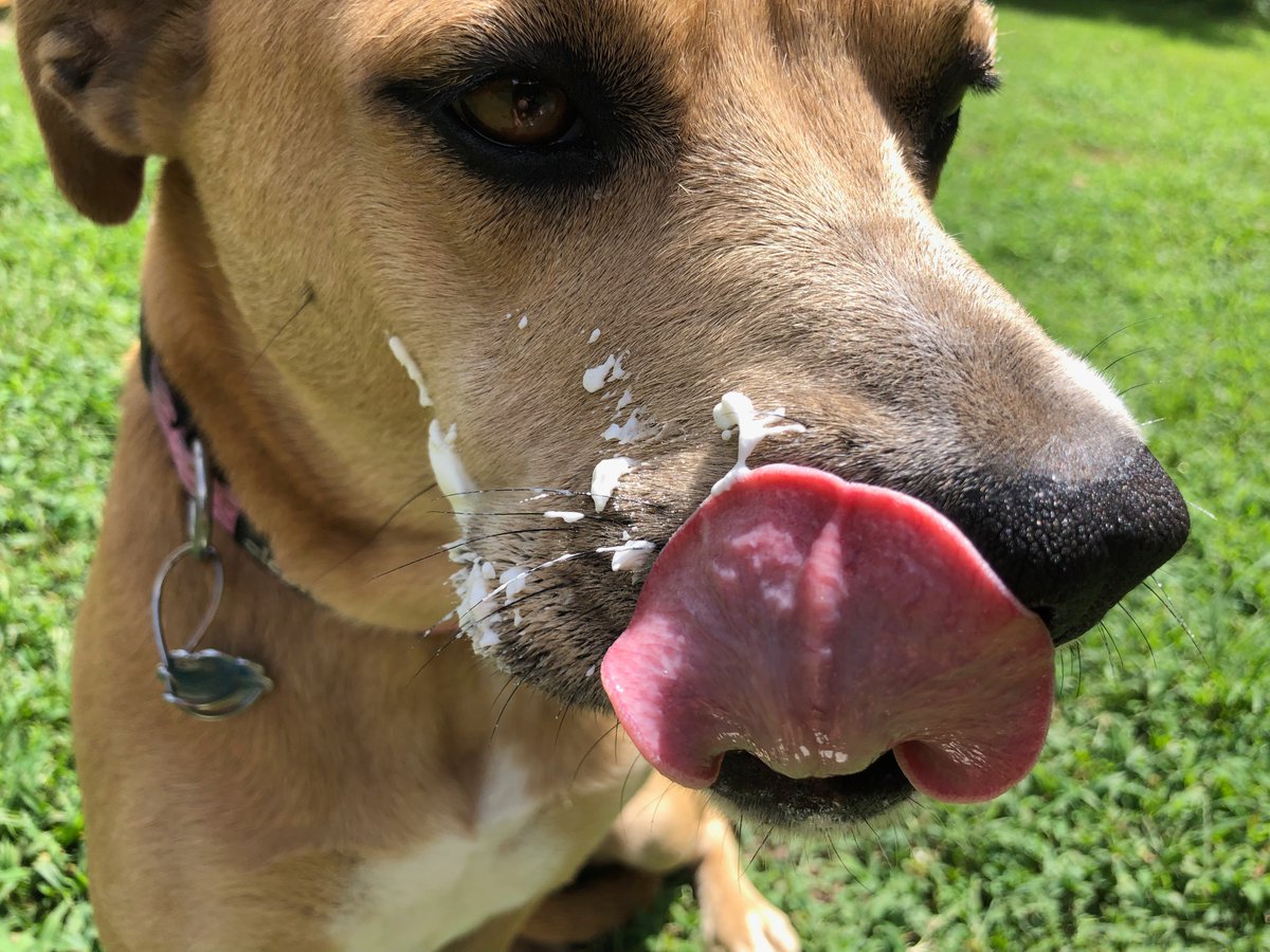 DaisyFetch's tweet photo. The #rabies #vaccine contains some truly awful ingredients. The only things going in my body are
#OrganicWetDogfood
#MeatTreats
#LeftShoes
#MyOwnFeces
#DeerBonesIFoundInTheWoods
#OtherFecesIRandomlyFind
#MyPoopEmojiToy
#RandomFoodlikeItemsLeftByChildren
#PlayDoh
#LEGO
#MyTail https://t.co/OYqro4Jnyb