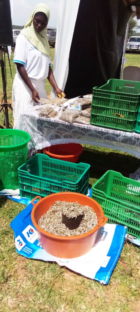 FishInitiatives's tweet photo. More #Fish More #Imcome
#sustainableliving 
#SustainableFisheries https://t.co/jhHqWrbSg2