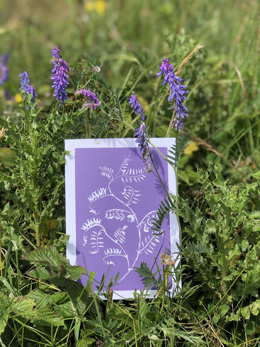 islayprints's tweet photo. Today Iβm printing some Tufted Vetch. All our cards and prints of these are sold out, so a reprint is very much needed.
#inspiredbythewild #wildflowers #tuftedvetch #vetch #islay #isleofislay #wildflowerart #linocut #linoprint #printmaking #justacard #handprinted #art #cards https://t.co/6d6IhEFuUV