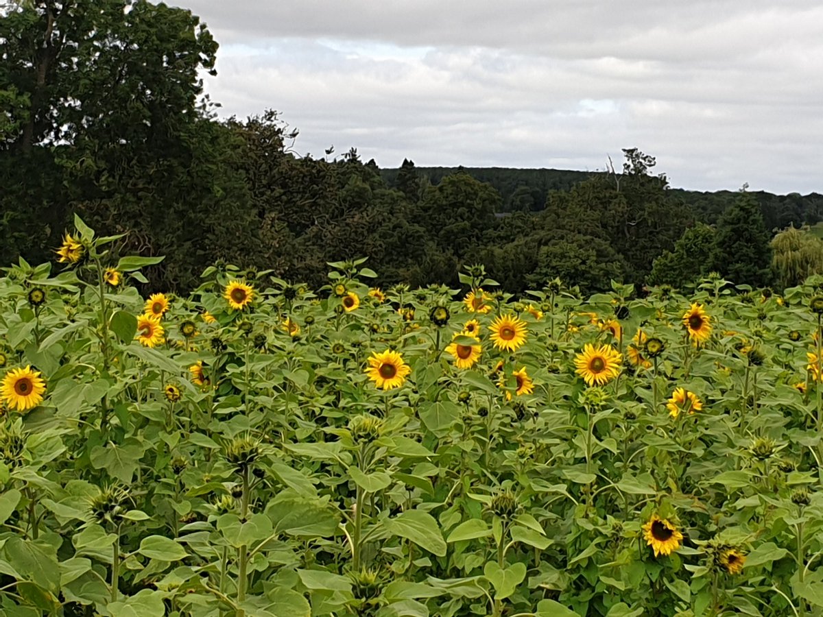 heidipio's tweet photo. #lodgefarm #sunflowers https://t.co/OSgpHdIncw