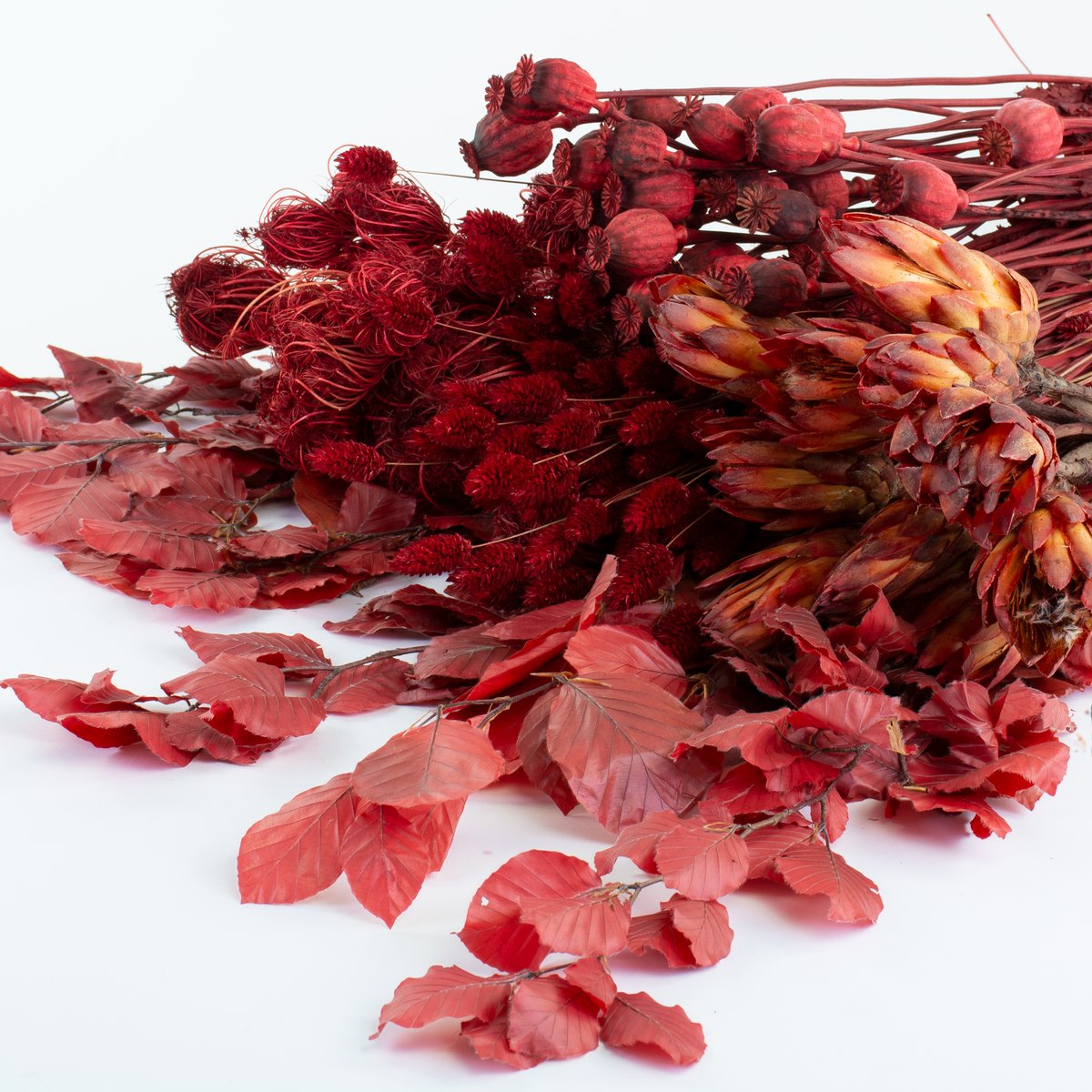 As the #Summer energy slowly starts to fade, we can take comfort in the warm colours of #Autumn atlasflowers.co.uk search #RED 
#driedammimajus #ammimajus #driedphalaris #phalaris  #preservedprotea #protea #preservedbeech #beech #driedpapaver #papaver #redpapaver #poppy