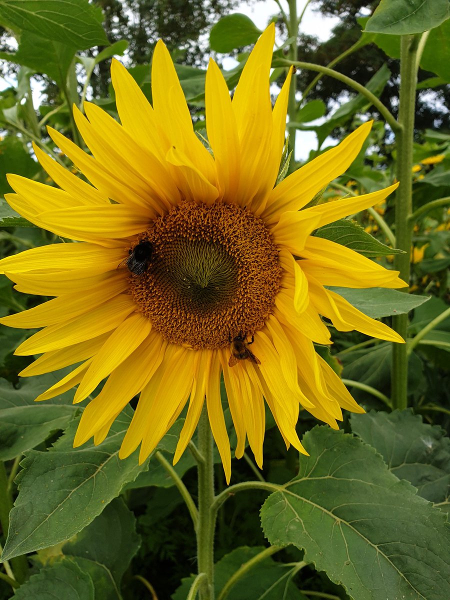 heidipio's tweet photo. #lodgefarm #sunflowers https://t.co/OSgpHdIncw