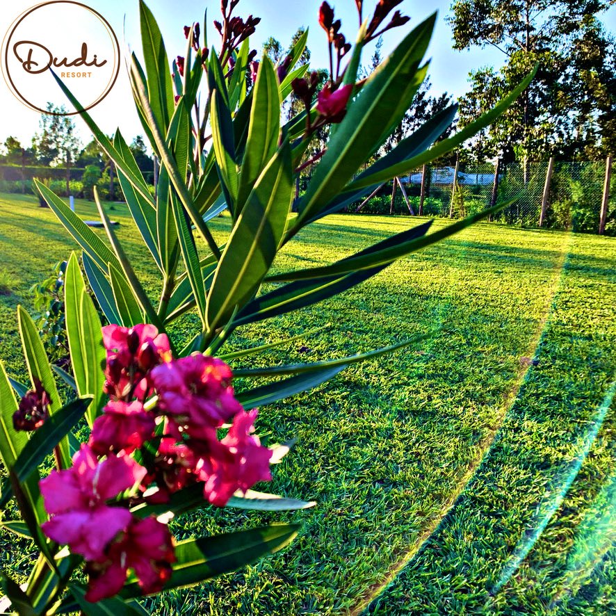 Dudi Resort tweet media