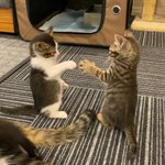 今日の猫じゃーんけーん　ぽん#猫 pic.twitter.com/2DdT3LfUG9