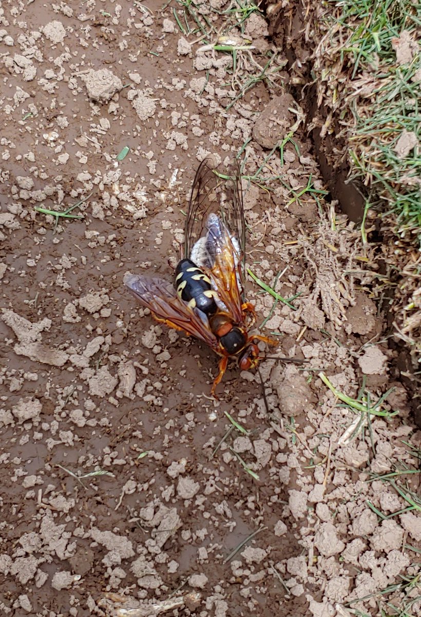 KYTurfResearch's tweet photo. Saw a couple Cicada Killers flying around today. Not to be confused with Asian Giant ("Murder") Hornets, which have still only been seen in Washington state. https://t.co/RVhcakbR14