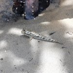 ツイートに含まれる画像
