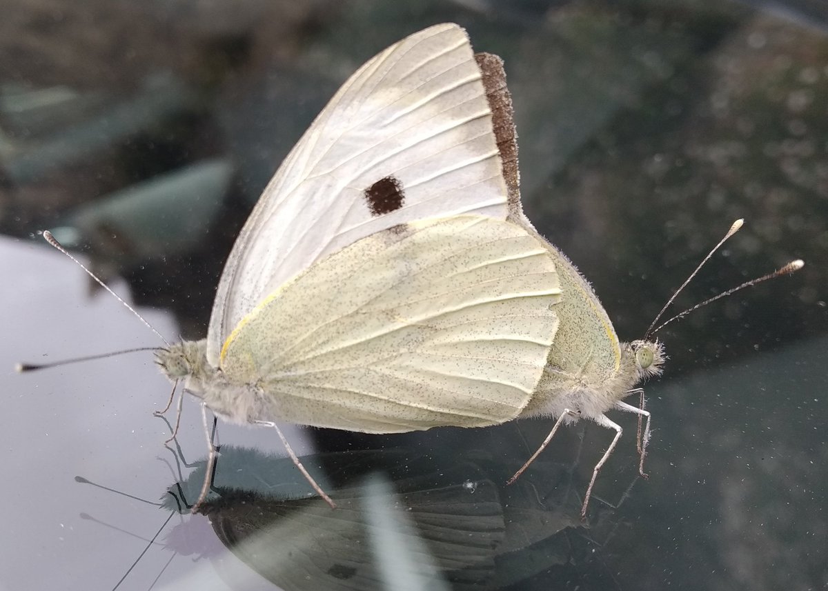 Found these two on my car ,are they mating <a href="/Cat_Beazley_Art/">Catherine Beazley</a>