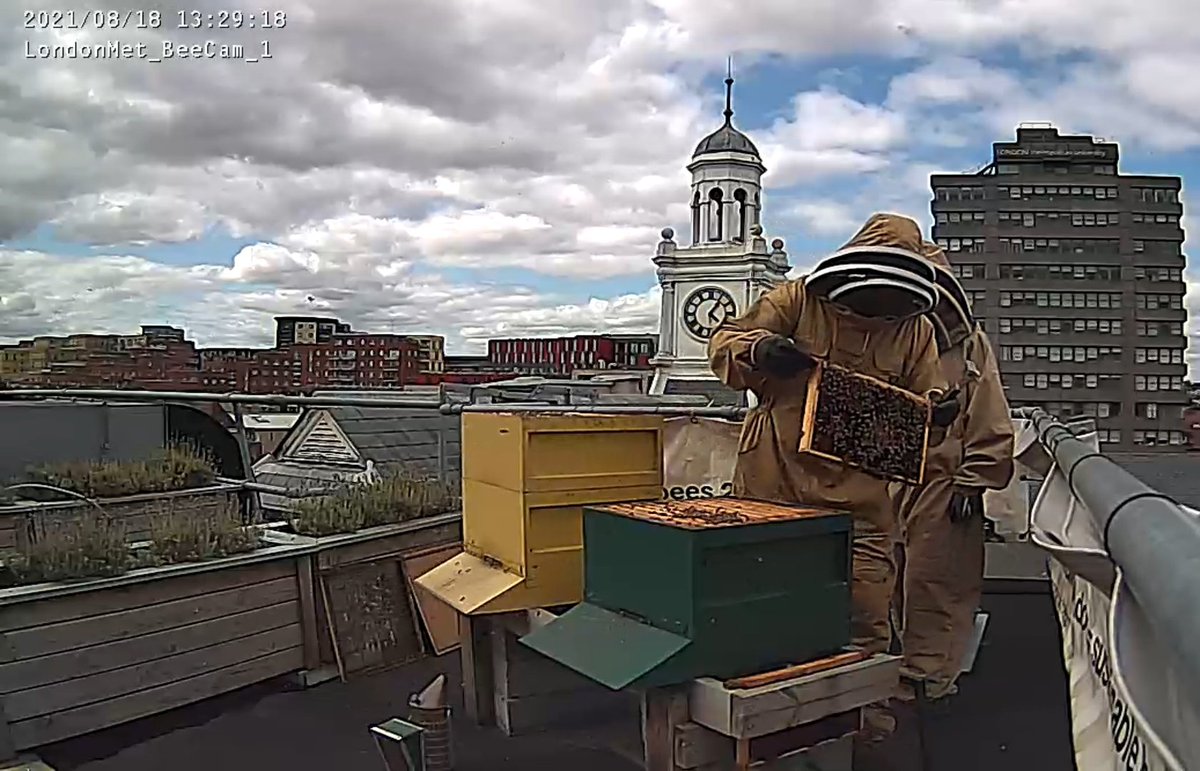 Watch our bee maintenance session live now 👉 hml.londonmet.ac.uk/Live/8 #bees #urbanbeekeeping #GreenLondonMet
