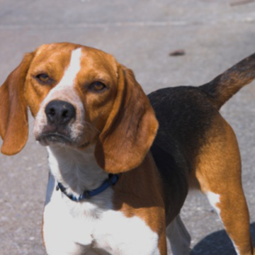 mruef's tweet image. It looks like there is the first collision found in Apple CSAM Detection (NeuralHash). Both images generate the same hash. This is not good. #apple #csam #neuralhash #collision github.com/AsuharietYgvar… (via @FuzzySec)