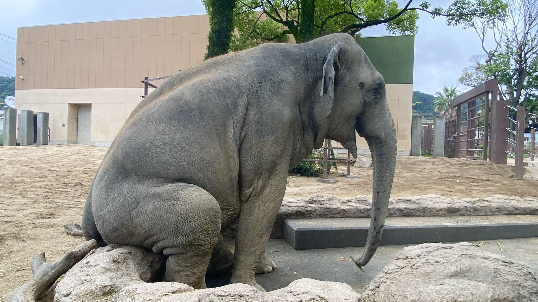 周南市徳山動物園 公式 座っておやつの竹を食べていたミリンダ横向き 徳山動物園 スリランカゾウ ゾウ ミリンダ 座る ひと休み T Co 4at7y0k6ab Twitter
