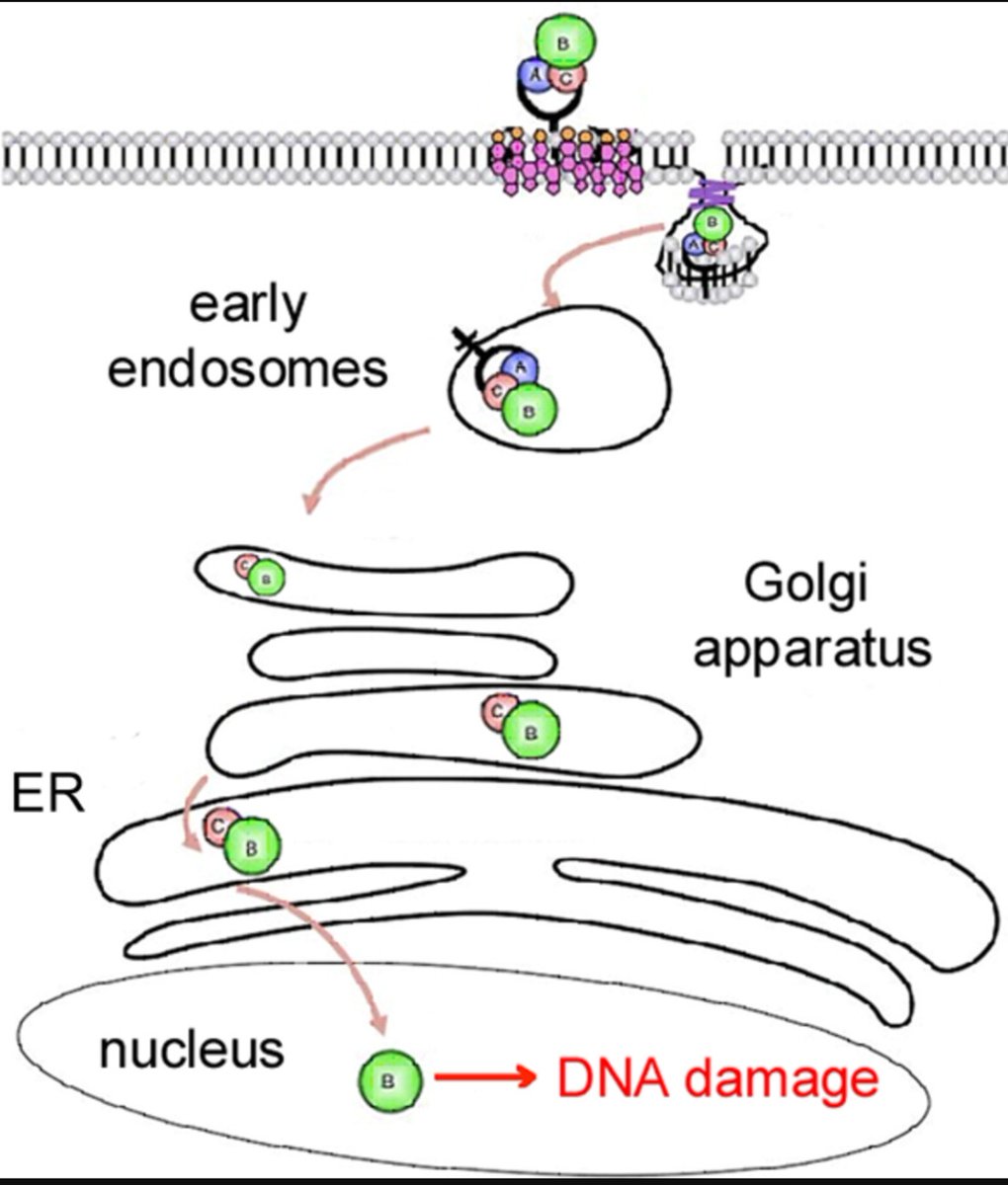 Recently published in <a href="/CellMicrobiol/">Cellular Microbiology</a> from Dr. Ken Teter's group at <a href="/UCF/">UCF</a> College of Medicine @ourmedschool

#Endocytosis of the CdtA subunit from the #haemophilius ducreyi cytolethal distending #toxin 🔬🧫🦠

Article available here 👇👇👇
doi.org/10.1111/cmi.13…