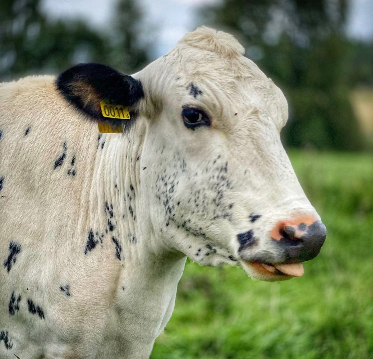 hourly cows (@hourlycows_) on Twitter photo 