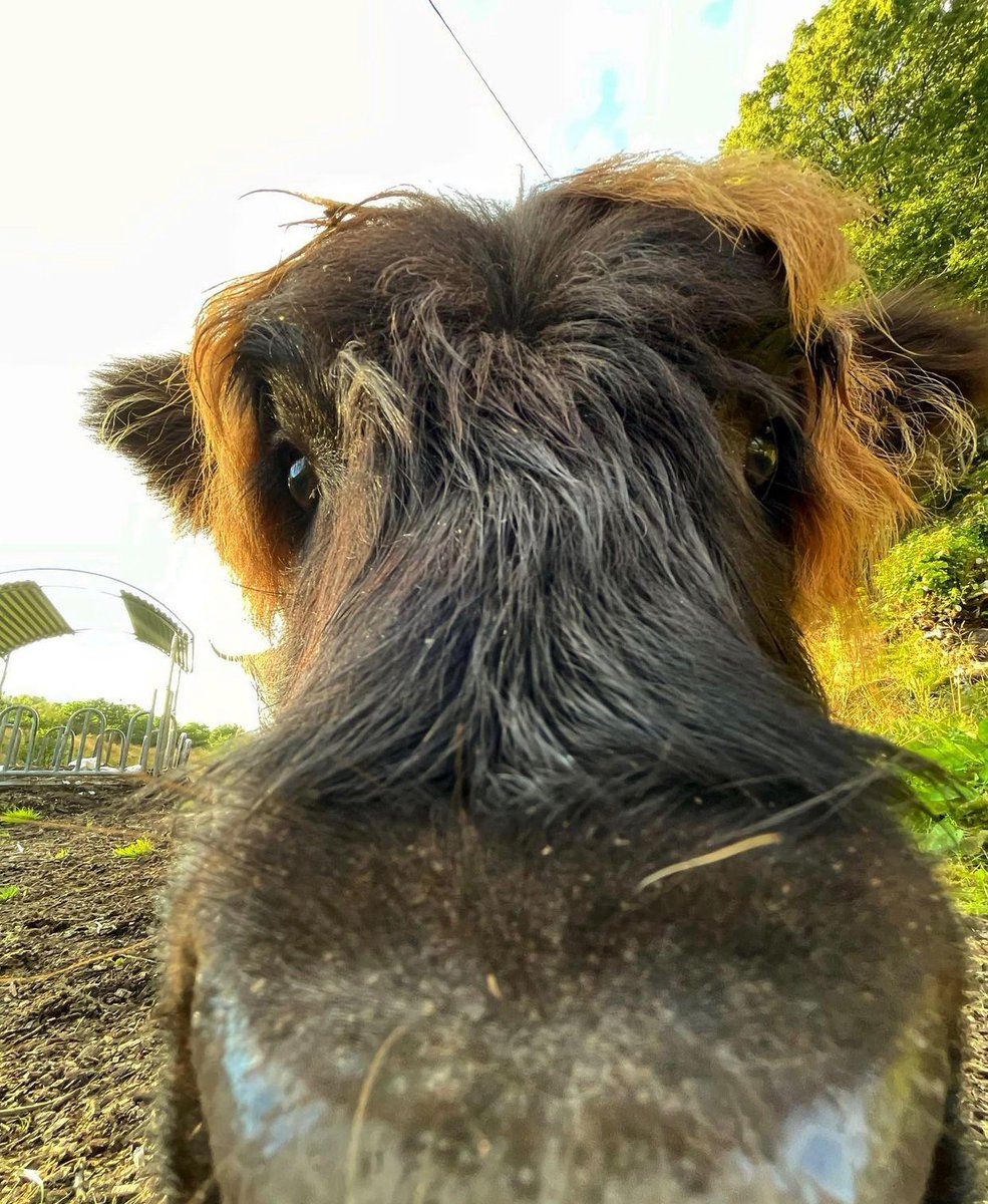 hourly cows (@hourlycows_) on Twitter photo 