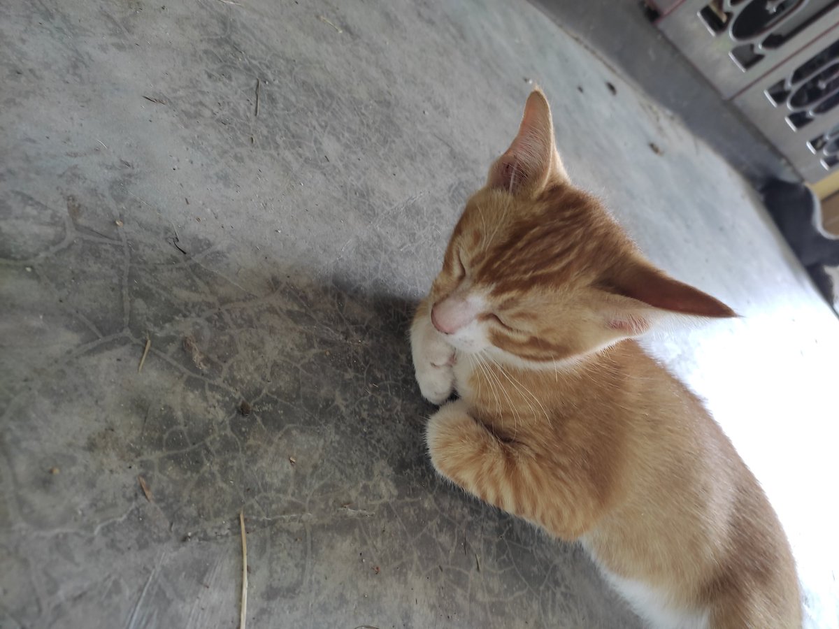 AnatiAmir's tweet photo. This is Acheng. https://t.co/UCMjyb1EZE