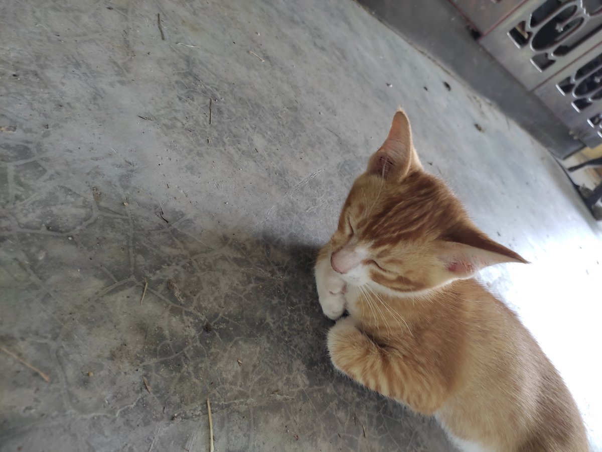AnatiAmir's tweet photo. This is Acheng. https://t.co/UCMjyb1EZE
