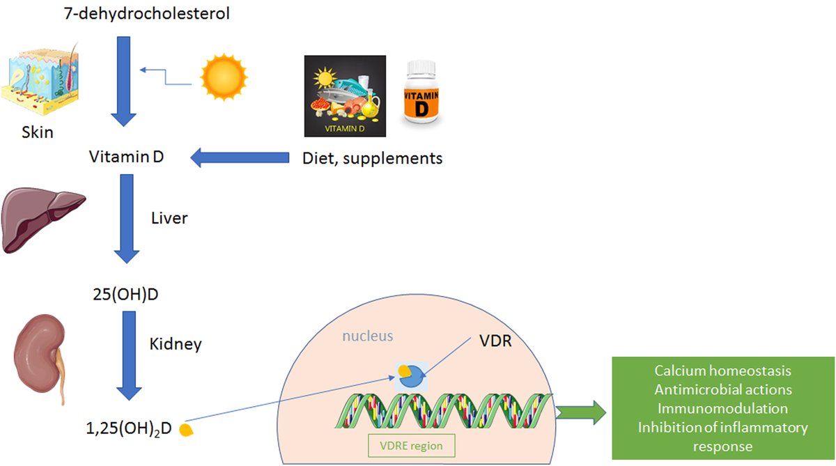 New article published in Metabolism Open: Vitamin D in infectious complications in critically ill patients with or without COVID-19. Read now > doi.org/10.1016/j.meto…. #VitaminD #COVID19