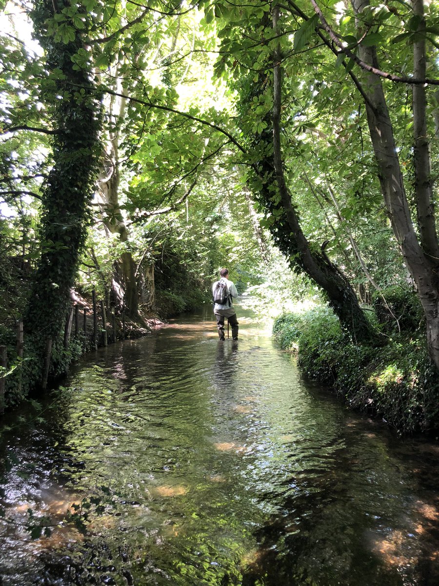 RiverChess's tweet image. Beautiful light on the Chess today at #Latimer #chalkstreams