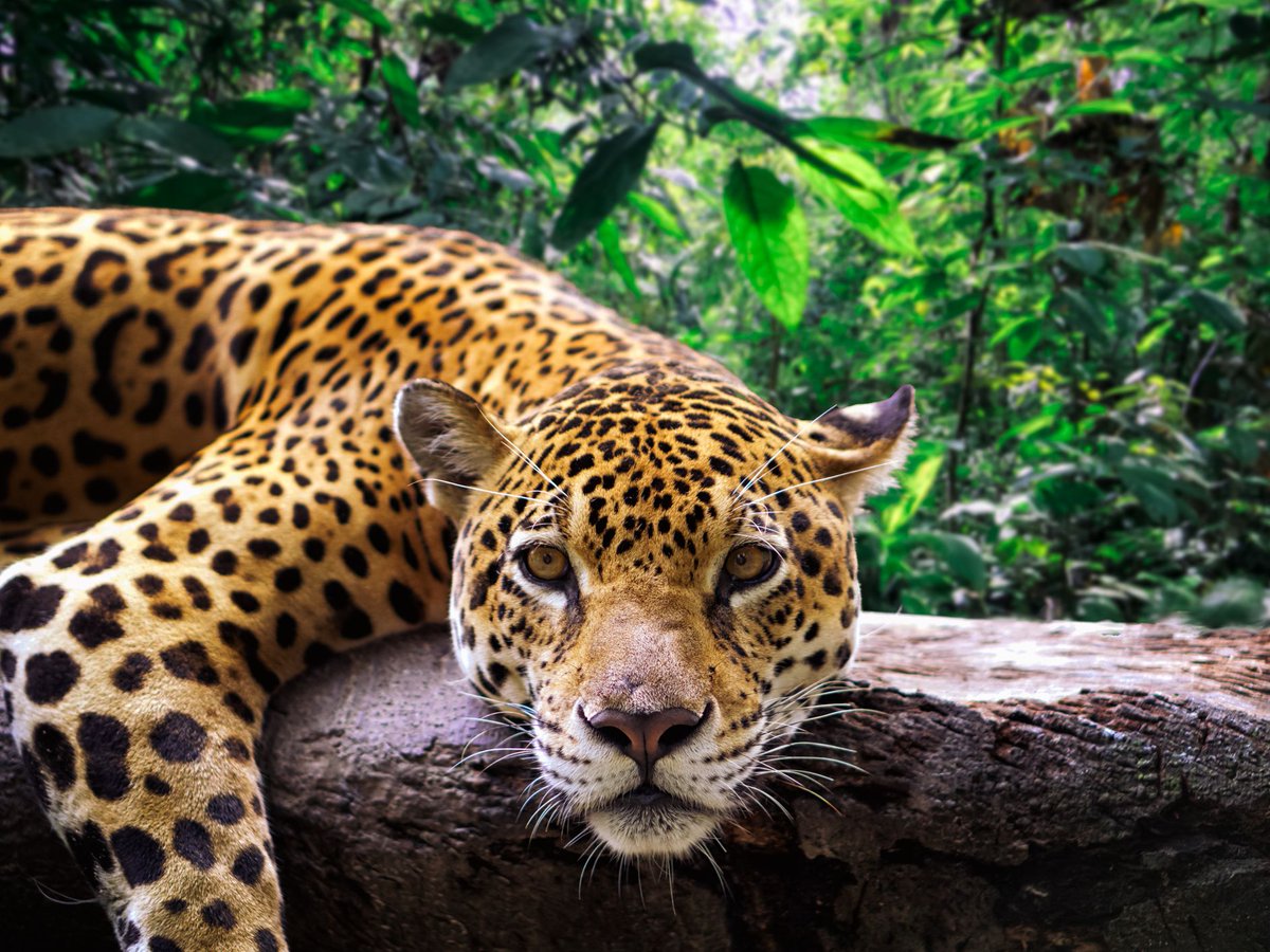 NCF_cares's tweet photo. Happy #wildlifewednesday!  Did you know jaguars used to reside in Southwest USA?  Now they are primarily found in Brazil.  

#wildlife #didyouknow #conservation #sustainability #funfact #savetheplanet #savetheearth #animal #wildlifefacts #earth #unknownfacts #jaguar https://t.co/BL7CKqjQ8S