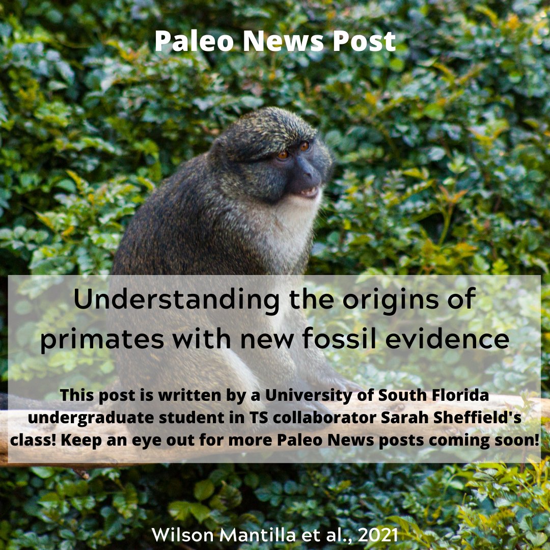 Guest blogger Conlan Hale writes about new #fossils of ancestral primates and their diet based on tooth shape. 
Read Conlan's summary here: wp.me/p8kpy9-5RH

#Paleontology #PaleoNews #SciComm