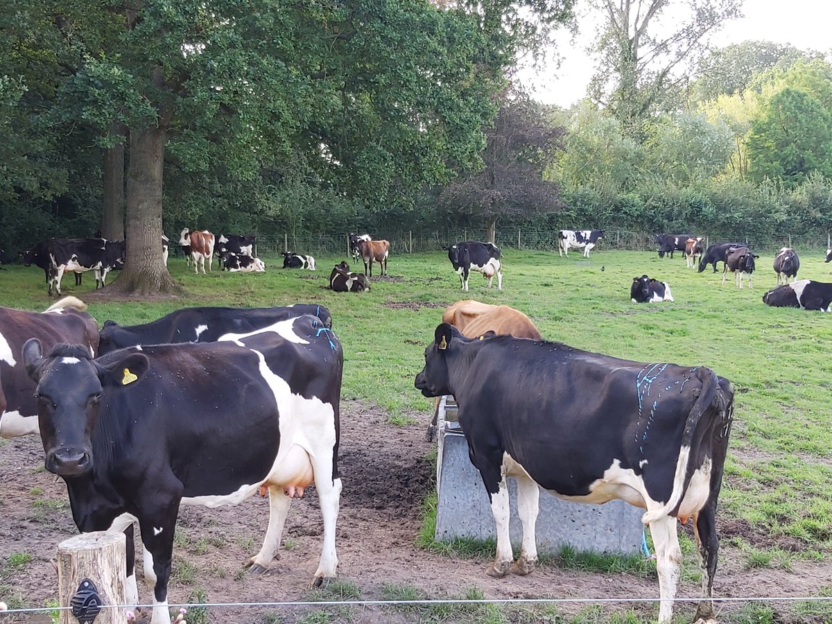 A busy couple of days on the Calving front
All kicking off.