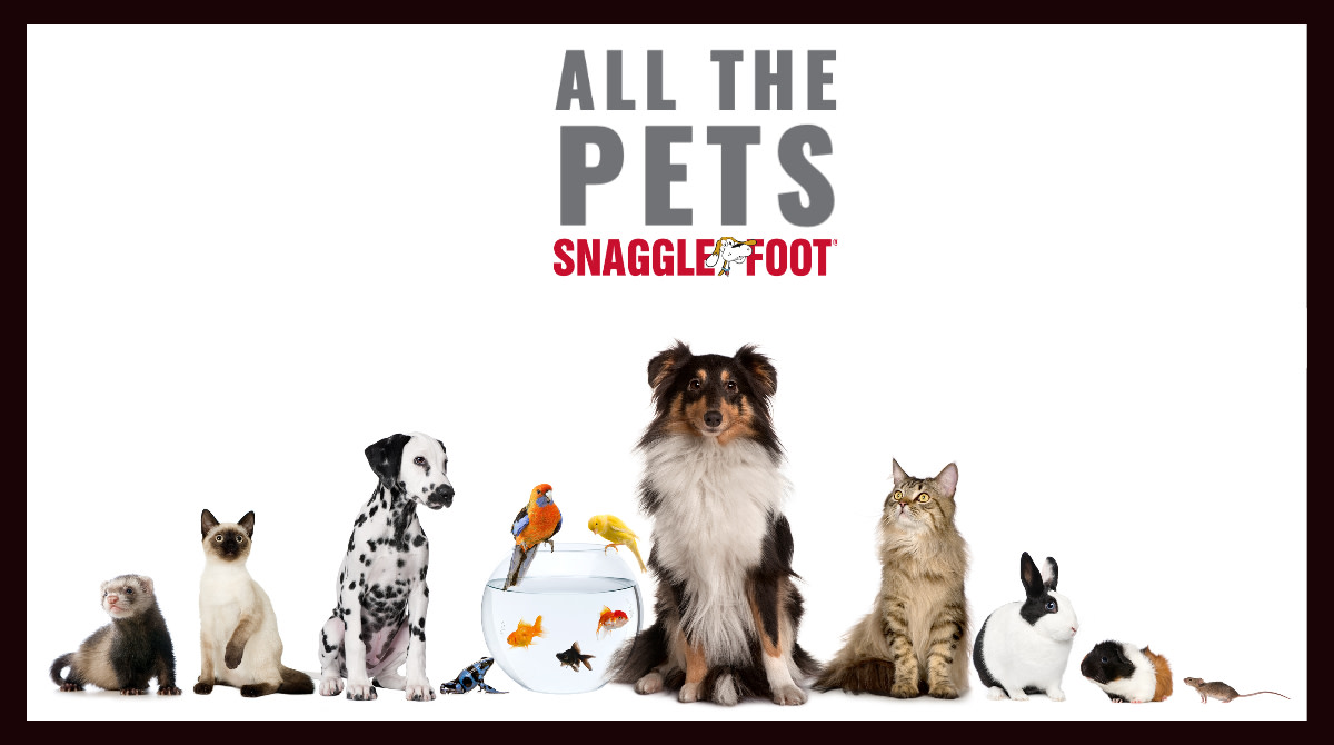 SnaggleFootBham's tweet photo. Fun Fact: Snaggle Foot isn't just for dogs! We love cats, birds, fish, hamsters, gerbils, guinea pigs, reptiles, and even farm animals like goats, chickens and horses! 🙌 So book some human kindness for your pet and make them happy! 🐶🐱🐭🐹🐰🐸🐴🐔🐌🦎🐠🦜

#SnaggleFoot https://t.co/2XfWQCB4B7