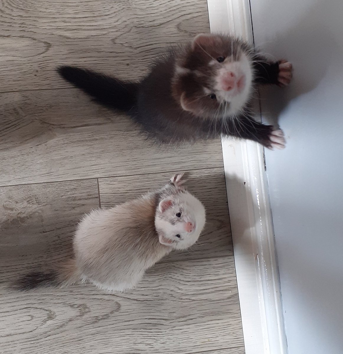 FerretsL's tweet photo. Is that.. Chimkin I smell?😱

#ferret #ferrets #rawdog #rawcat #rawfed #raw https://t.co/0yLDQA0fpL
