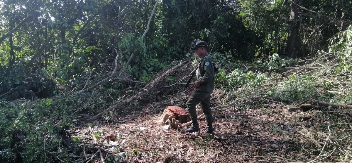 senpard's tweet photo. Nuestros agentes detienen señor por ser el responsable de realizar una tumba y corte de árboles de diferentes especies en una cañada de (27) metros, al mismo se le incautó una motosierra.

El hecho ocurrió en la provincia La Vega, municipio Jarabacoa.

#senpard #medioambienterd https://t.co/74aBAMxPsV