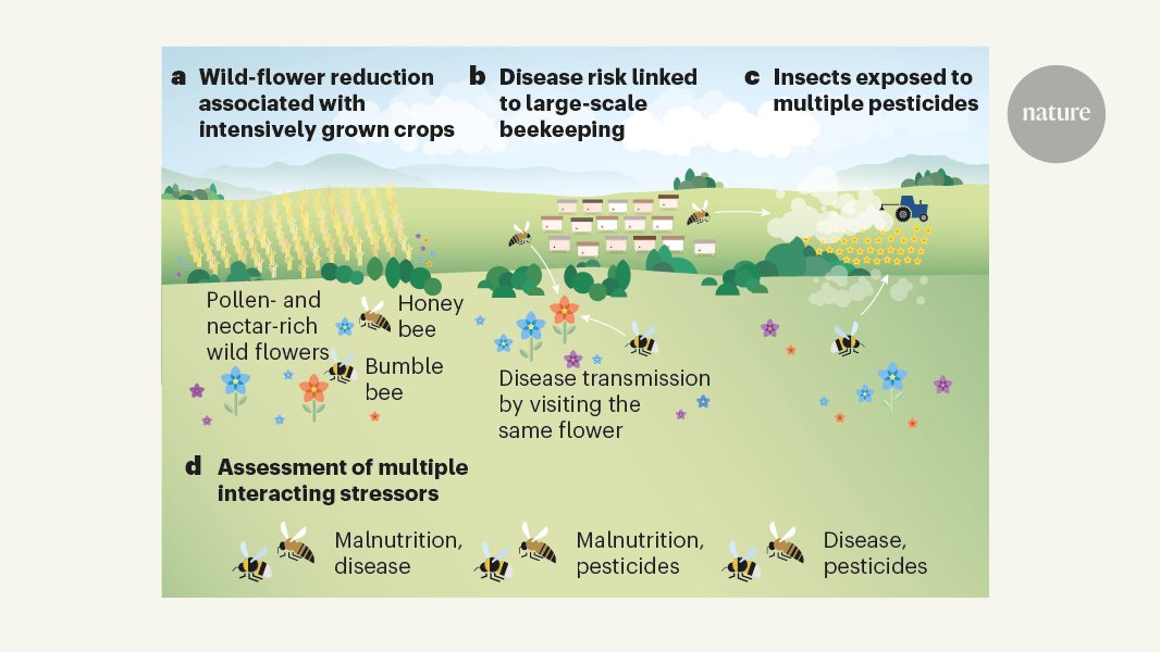 A cocktail of pesticides, parasites and hunger imperils bees. Learn more in a super N&amp;V by Adam Vanbergen <a href="/UMRAgroecologie/">UMRAgroecologie</a> <a href="/INRAE_DPT_SPE/">INRAE Santé des Plantes et Environnement</a> 
go.nature.com/3rUB0Nb