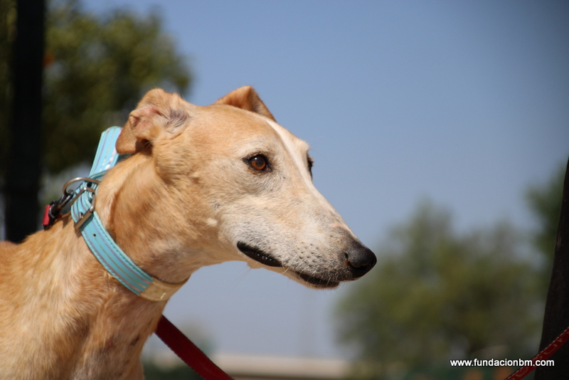 ENTRE AMBAS IMAGENES ESTA EL TRABAJO De La Fundación Benjamín Mehnert 
COLOSO llegó con quemaduras químicas en todo su cuerpo. Es la triste historia de los galgos en España
Apadrina
fundacionbm.com/hazte-padrino/
Dona fundacionbm.com/donaciones/
Por 1€ al mes
teaming.net/fundacionbenja…